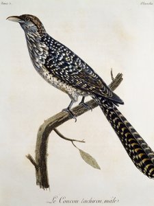 Männlicher Coucou tachirou, Stich aus Histoire Naturelle des Oiseaux d