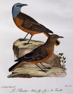 Männchen und Weibchen des Kapfelsensängers (Monticola rupestris), Gravur aus Histoire Naturelle des Oiseaux d