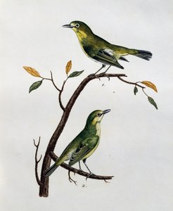 Männchen und Weibchen des Blassaugen (Zosterops pallidus), Gravur aus Histoire Naturelle des Oiseaux d