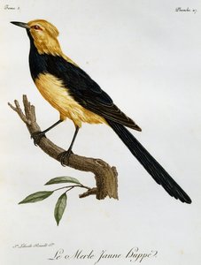 Gelbhüpferdrossel, Gravur aus Histoire Naturelle des Oiseaux d
