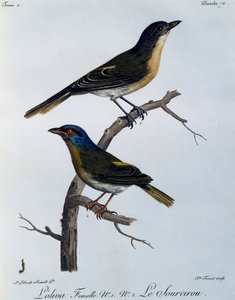 Olivbuschsänger (Telophorus olivaceus), Gravur aus Histoire Naturelle des Oiseaux d