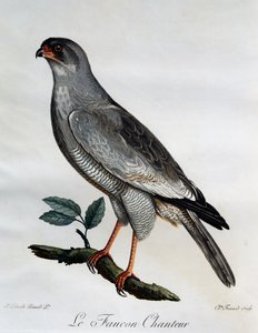 Blasschanting-Goshawk (Melierax canorus), Gravur aus Histoire Naturelle des Oiseaux d