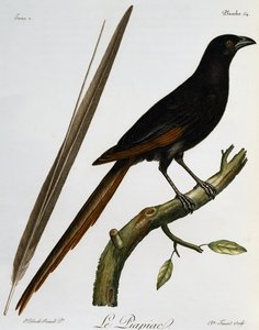 Piapiac (Ptilostomus afer), Stich aus Histoire Naturelle des Oiseaux d