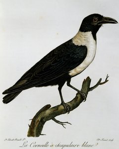Halsbandkrähe (Corvus albus), Gravur aus Histoire Naturelle des Oiseaux d