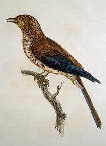 Rotkappenlerche (Calandrella cinerea), Stich aus Histoire Naturelle des Oiseaux d