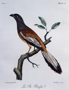 Rostbaumelster (Dendrocitta vagabunda), Gravur aus Histoire Naturelle des Oiseaux d