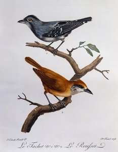 Tachet und unten Rousset, Gravur aus Histoire Naturelle des Oiseaux d
