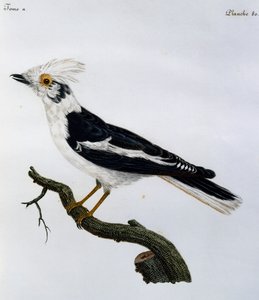 Weißhelmschreik (Prionops plumatus), Stich aus Histoire Naturelle des Oiseaux d