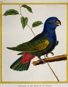 Blaustirnamazone, aus Histoire naturelle des oiseaux