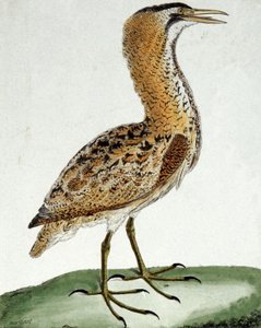 Rohrdommel von Francois Nicolas Martinet