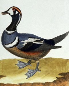Halsbandente von Francois Nicolas Martinet