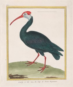 Kahlkopfibis vom Kap der Guten Hoffnung von Francois Nicolas Martinet