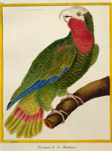 Kubapapagei, aus Histoire naturelle des oiseaux
