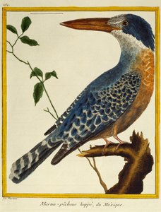 Rieseneisvogel (Megaceryle maxima), aus Histoire naturelle des oiseaux