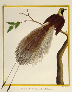 Großer Paradiesvogel (Paradisaea apoda), aus Histoire naturelle des oiseaux