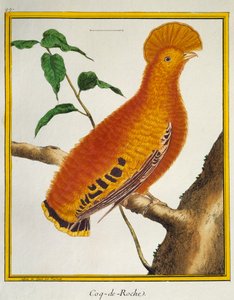 Guiananischer Felsenhahn (Rupicola rupicola), aus Histoire naturelle des oiseaux von Francois Nicolas Martinet
