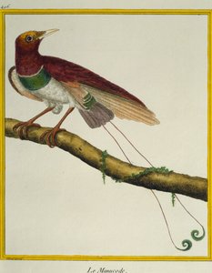 Königs-Paradiesvogel (Cicinnurus regius), aus der Histoire naturelle des oiseaux