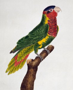 Ornate Lorikeet (Trichoglossus ornatus), aus Histoire naturelle des oiseaux