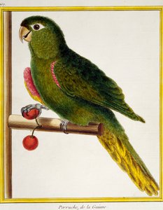 Rotgeschulterter Ara (Diopsittaca nobilis), aus Histoire naturelle des oiseaux von Francois Nicolas Martinet