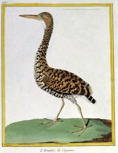 Wissenschaft. Zoologie. Reiher von Cayenne (Französisch-Guayana). Gravur von Francois Nicolas Martinet in: Histoire naturelle des oiseaux, von Georges Louis Leclerc de Buffon, Frankreich, ca. 1777 von Francois Nicolas Martinet