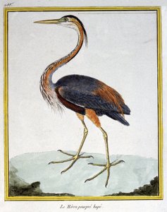 Wissenschaft. Zoologie. Purpurreiher. Gravur von Francois Nicolas Martinet in: Histoire naturelle des oiseaux, von Georges Louis Leclerc de Buffon, Frankreich, ca. 1777