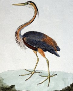 Purpurreiher