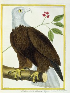 Weißkopfseeadler, ca. 1770-1786