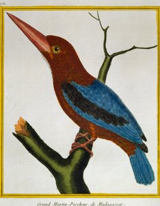 Weißkehliger Eisvogel (Halcyon smyrnensis), aus Histoire naturelle des oiseaux von Francois Nicolas Martinet