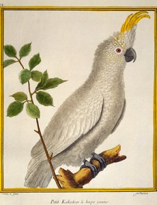 Gelbhaubenkakadu (Cacatua sulphurea), aus Histoire naturelle des oiseaux von Francois Nicolas Martinet