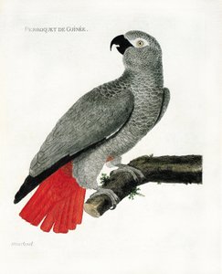 Zoologische Tafel (Ornithologie): Der Guineapapagei (Graupapagei oder Psittacus erythacus) auf einem Ast. Illustration in „Die Geschichte der Vögel, gemalt in ihren erscheinenden und empfindlichen Aspekten“ von Francois Nicolas Martinet (1731-1800). Privat