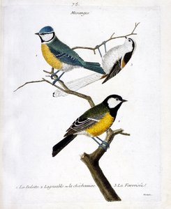 Zoologische Tafel (Ornithologie): Meisen. 1: die Blaumeise (Blaumeise oder Cyanistes caeruleus), 2. die Kohlmeise (Kohlmeise oder Parus major. 3. Die Schwanzmeise (Schwanzmeise oder Aegithalos caudatus) auf einem Ast. Illustration in „Die Geschichte der Vö