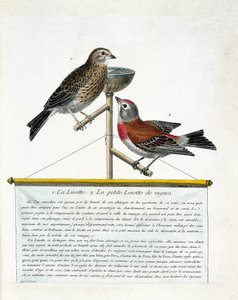 Zoologische Tafel (Ornithologie): von oben nach unten: Die Hänfling (melodische Hänfling) und die kleine Hänfling der Weinberge (Carduelis cannabina) auf einer Stange. Illustration in „Die Geschichte der Vögel, gemalt in ihrem Erscheinungsbild und empfind