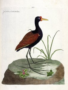 Zoologische Tafel (Ornithologie): Der Jacana (Jacana jacana). Illustration in „Die Geschichte der Vögel, gemalt in ihren erscheinenden und empfindlichen Aspekten“ von Francois Nicolas Martinet (1731-1800). Private Sammlung. von Francois Nicolas Martinet