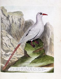 Zoologische Tafel (Ornithologie): Strohschwanz (Phaethon rubricauda). Illustration in „Die Geschichte der Vögel“ von Francois Nicolas Martinet (1731-1800). Private Sammlung.