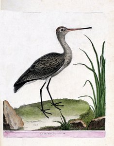 Zoologische Tafel (Ornithologie): Der Uferschnepfe (Limosa limosa). Illustration in „Die Geschichte der Vögel, gemalt in ihren erscheinenden und empfindlichen Aspekten“ von Francois Nicolas Martinet (1731-1800). Private Sammlung. von Francois Nicolas Martinet