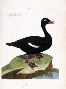Zoologische Tafel (Ornithologie): Der Samtente (Melanitta fusca). Illustration in „Die Geschichte der Vögel, gemalt in ihren erscheinenden und empfindlichen Aspekten“ von Francois Nicolas Martinet (1731-1800). Private Sammlung. von Francois Nicolas Martinet