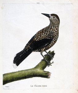 Zoologische Tafel (Ornithologie): Der Tannenhäher (Nucifraga caryocatactes) auf einem Ast. Illustration in „Die Geschichte der Vögel, gemalt in ihren erscheinenden und empfindlichen Aspekten“ von Francois Nicolas Martinet (1731-1800). Private Sammlung von Francois Nicolas Martinet