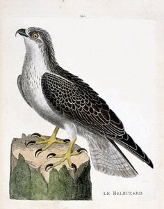 Zoologische Tafel (Ornithologie): Der Fischadler (Pandion haliaetus). Illustration in „Die Geschichte der Vögel, gemalt in ihren erscheinenden und empfindlichen Aspekten“ von Francois Nicolas Martinet (1731-1800). Private Sammlung. von Francois Nicolas Martinet
