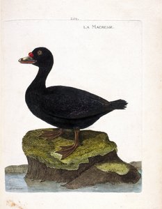 Zoologische Tafel (Ornithologie): Die Trauerente (Melanitta nigra). Illustration in „Die Geschichte der Vögel“ von Francois Nicolas Martinet (1731-1800). Private Sammlung. von Francois Nicolas Martinet