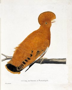 Zoologische Tafel (Ornithologie): Amerikanischer Felsenhahn (orangefarbener Hahn oder Rupicola rupicola) auf einem Ast