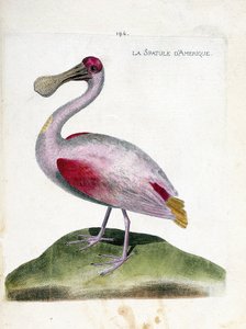 Zoologische Tafel (Ornithologie): Der Rosalöffler (Platalea ajaja). Illustration in „Die Geschichte der Vögel, gemalt in ihren erscheinenden und empfindlichen Aspekten“ von Francois Nicolas Martinet (1731-1800). Private Sammlung. von Francois Nicolas Martinet