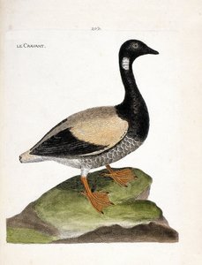 Zoologische Tafel (Ornithologie): Ringelgans (Branta bernicla). Illustration in „Die Geschichte der Vögel, gemalt in ihren erscheinenden und empfindlichen Aspekten“ von Francois Nicolas Martinet (1731-1800). Private Sammlung von Francois Nicolas Martinet