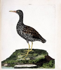 Zoologische Tafel (Ornithologie): Cayenne-Ralle (Fleckenralle oder Pardirallus maculatus). Illustration in „Die Geschichte der Vögel, gemalt in ihren erscheinenden und empfindlichen Aspekten“ von Francois Nicolas Martinet (1731-1800). von Francois Nicolas Martinet