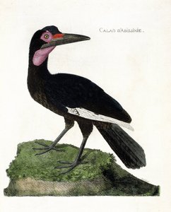 Zoologische Tafel (Ornithologie): Abessinischer Hornvogel (Bucorvus abyssinicus). Illustration in „Die Geschichte der Vögel, gemalt in ihren erscheinenden und empfindlichen Aspekten“ von Francois Nicolas Martinet (1731-1800). Private Sammlung von Francois Nicolas Martinet