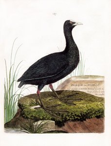 Zoologische Tafel (Ornithologie): Blässhuhn (Fulica atra). Illustration in „Die Geschichte der Vögel, gemalt in ihren erscheinenden und empfindlichen Aspekten“ von Francois Nicolas Martinet (1731-1800). Private Sammlung von Francois Nicolas Martinet