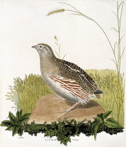 Zoologische Tafel (Ornithologie): Männliche Wachtel (Coturnix coturnix). Illustration in „Die Geschichte der Vögel“ von Francois Nicolas Martinet (1731-1800). Private Sammlung. von Francois Nicolas Martinet