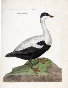 Zoologische Tafel (Ornithologie): Die Eiderente (Somateria mollissima). Illustration in „Die Geschichte der Vögel, gemalt in ihren erscheinenden und empfindlichen Aspekten“ von Francois Nicolas Martinet (1731-1800). Private Sammlung. von Francois Nicolas Martinet
