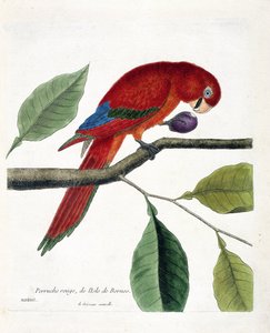 Zoologische Tafel (Ornithologie): Roter Sittich von der Insel Borneo (Großer Eclectus oder Eclectus roratus). Illustration in „Die Geschichte der Vögel, gemalt in ihren erscheinenden und empfindlichen Aspekten“ von Francois Nicolas Martinet (1731-1800). Pr von Francois Nicolas Martinet