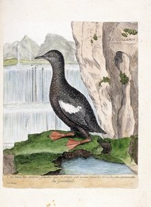 Zoologische Tafel (Ornithologie): Die Gryllteiste (Cepphus grylle). Illustration in „Die Geschichte der Vögel, gemalt in ihren erscheinenden und empfindlichen Aspekten“ von Francois Nicolas Martinet (1731-1800). Private Sammlung. von Francois Nicolas Martinet