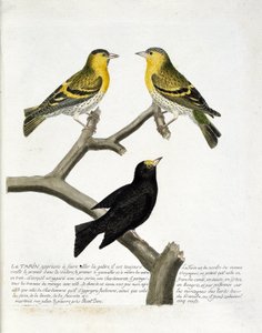 Zoologische Tafel (Ornithologie): Tarin (Erlen-Tarin oder Carduelis spinus). Oben links: Männchen, rechts: Weibchen. Unten: eine andere Sorte. Illustration in „Die Geschichte der Vögel, gemalt in ihrem Erscheinungsbild und empfindlichen Aspekten“ von Fra